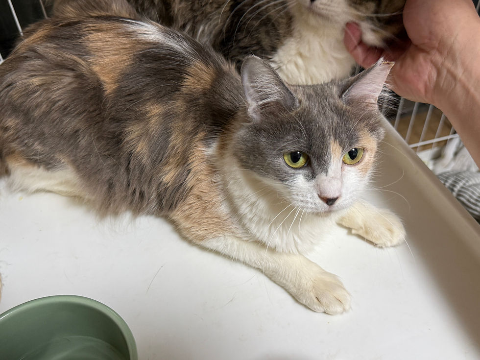 すごい美しいクリーム三毛!ちょっとおっとりしてます。