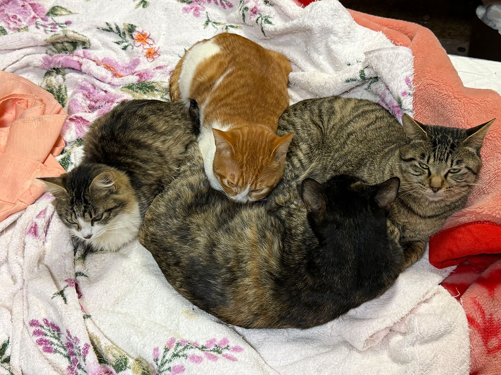 多賀城市83歳高齢者多頭飼育崩壊の現場について【名前も決まったよ】