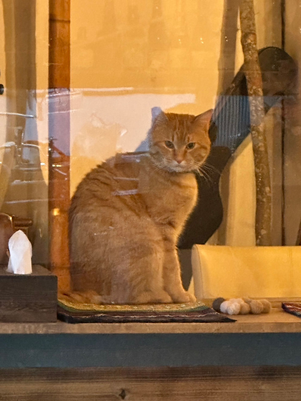 【虎詩、ついに移籍】過保護猫カフェ　ポアロへ遊びに行ってみてね！