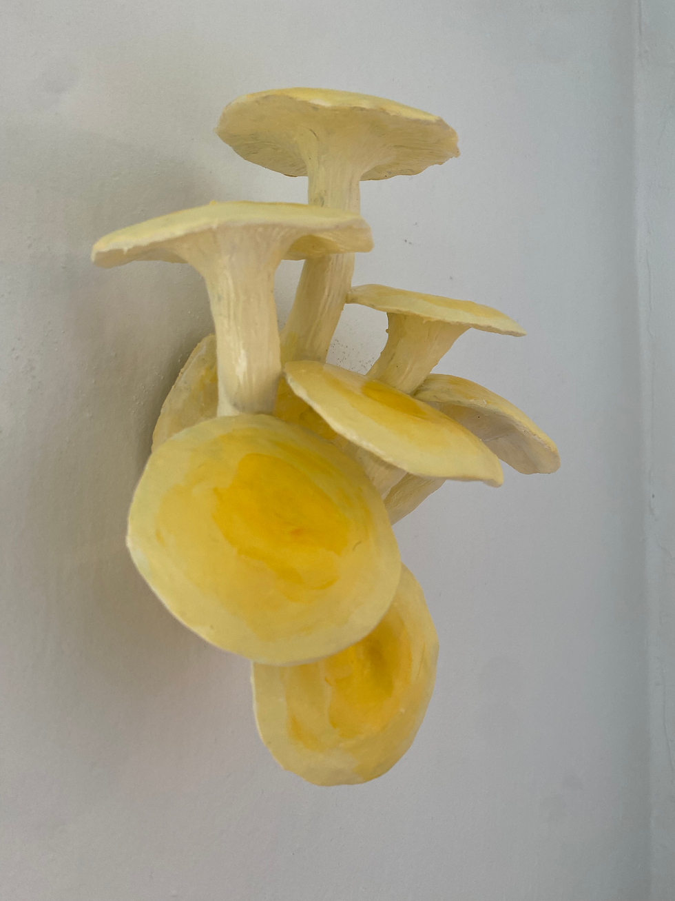 Thumbnail: Large yellow oyster no1