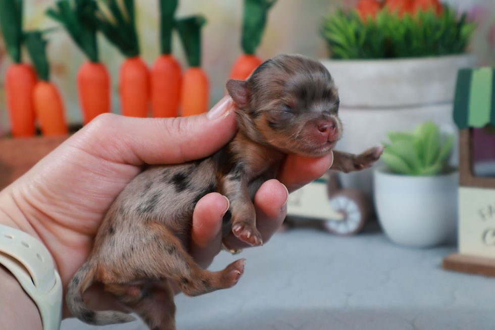 merle chihuahua puppies for sale