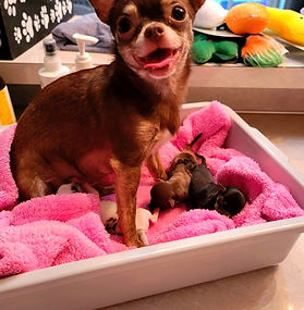 SFC's Watch me whip, watch me Nae-Nae