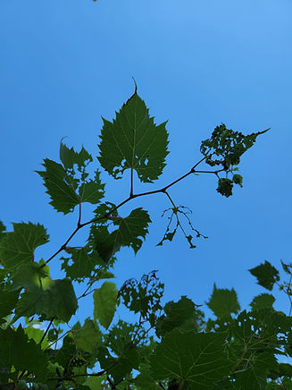 riparia_herb.jpg