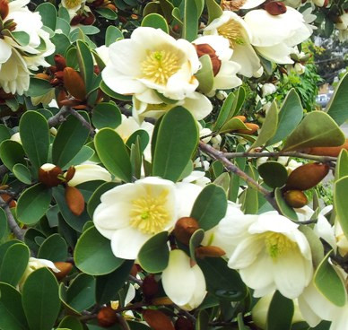 MICHELIA GRACIPES