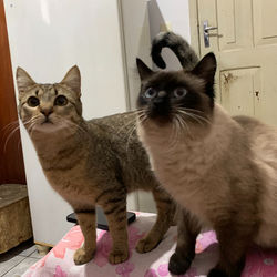 Betina e Yuri
