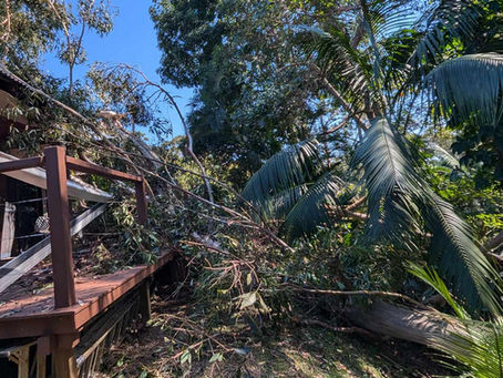 Gum Trees in Urban Environments & Understanding the Risks