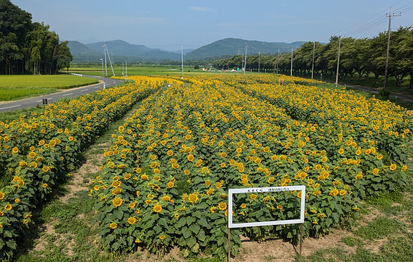 おおくら はなの回廊