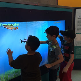 fish school