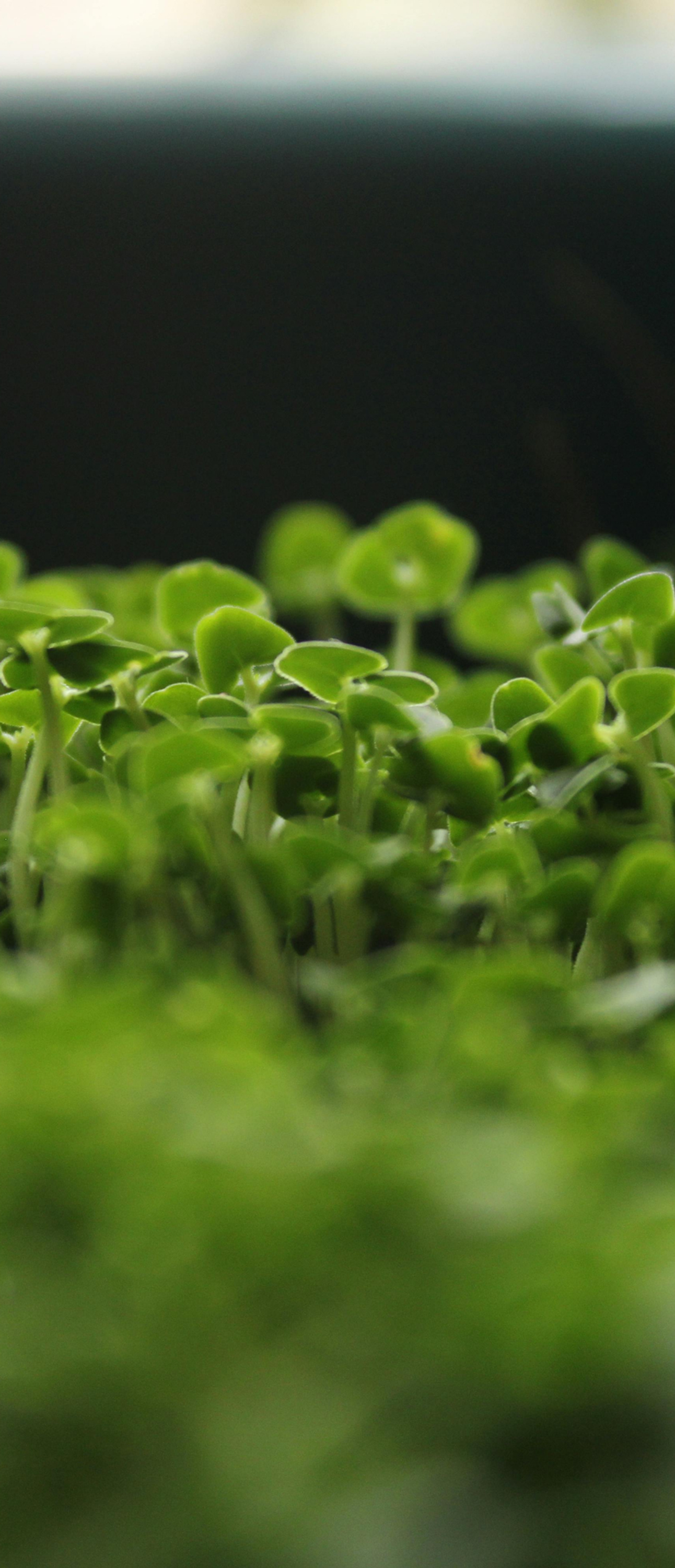horticulture plantes qui poussent