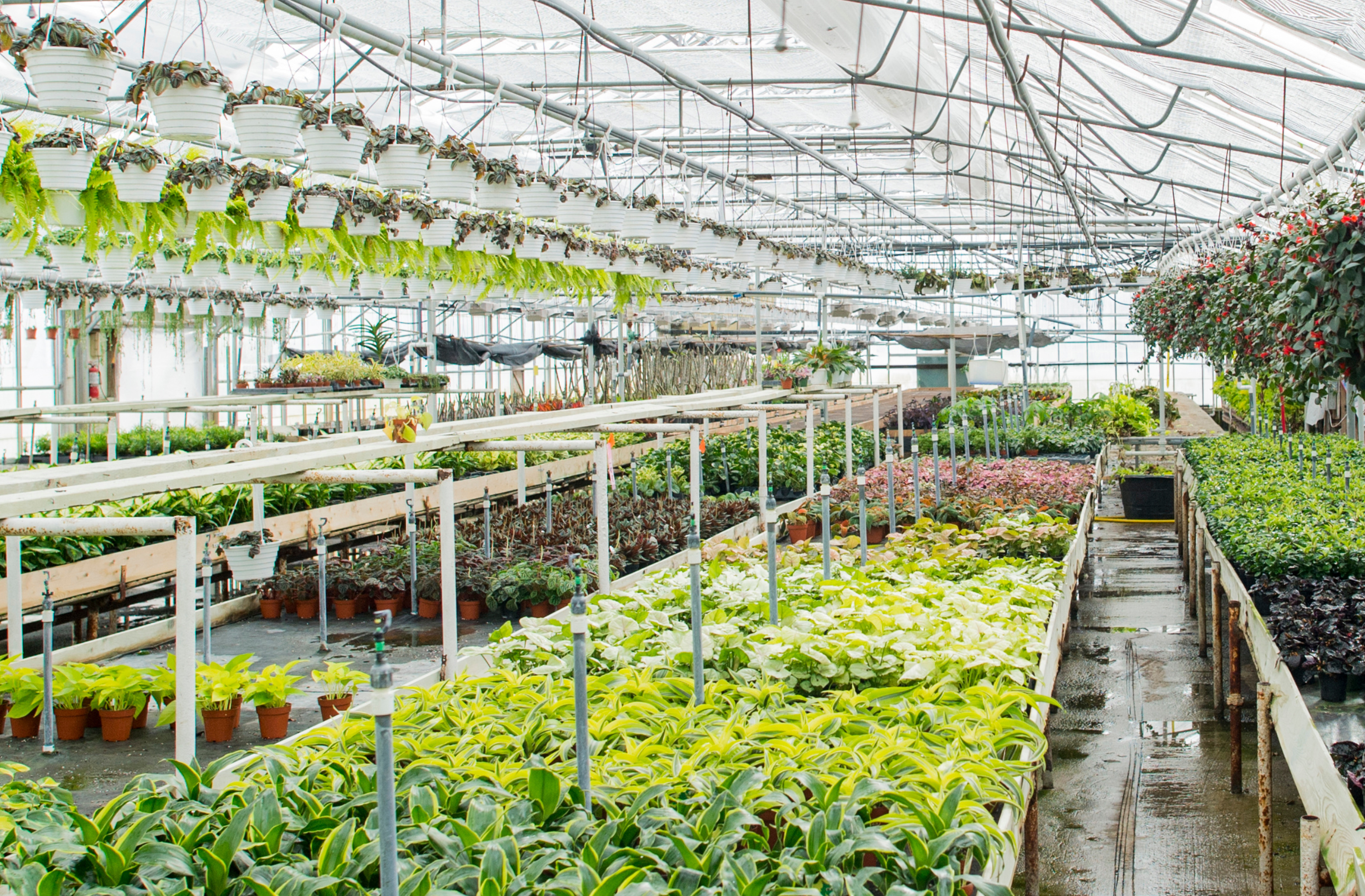 horticulture sous serre