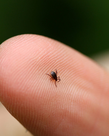 How do people get Lyme Disease