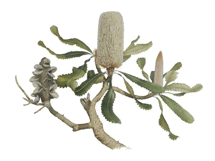 Banksia serrata.webp