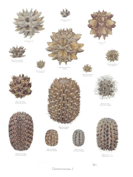 Casuarinaceae I.webp
