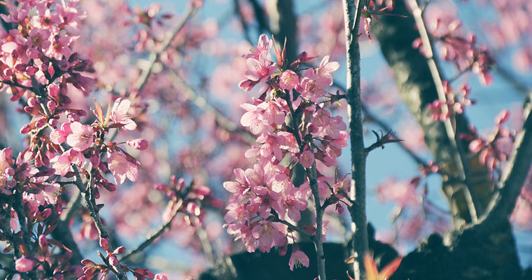 Blossom03.jpg