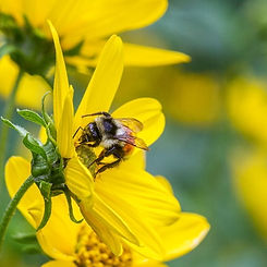 STORER honey bee.jpeg