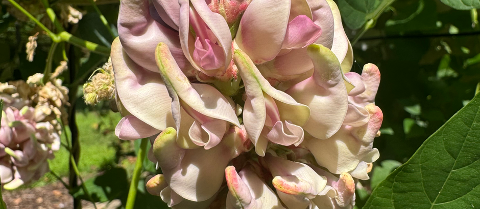 Apios priceana: A Climate-Resilient Food Solution