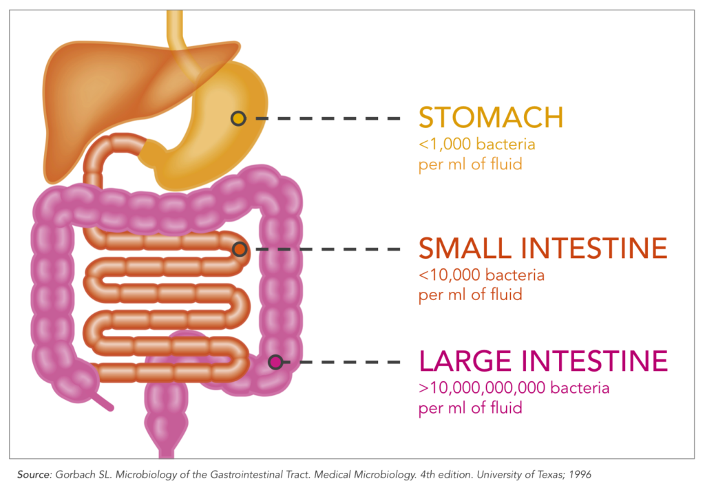 small intestine bacterial overgrowth symptoms small intestine bacterial overgrowth symptoms