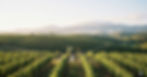 nice vineyard weather