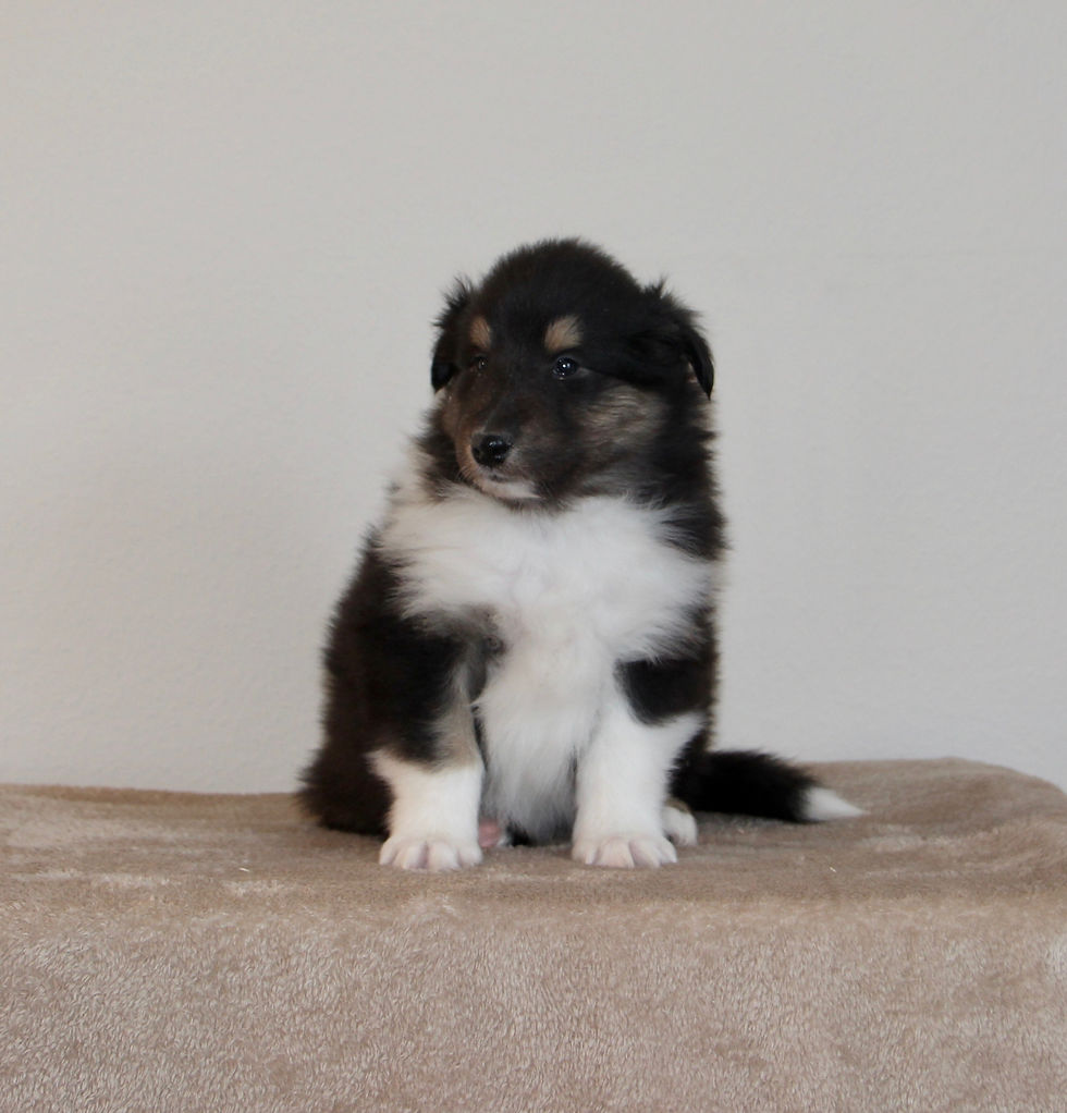 Onyx