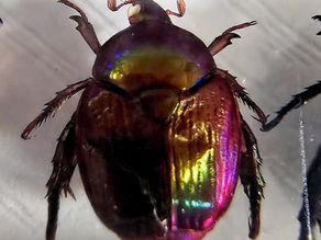 Unidentified Scarab Beetle