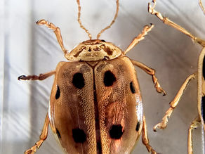 Oides decempunctata