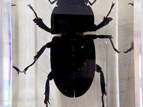 Dorcus parallelipipedus