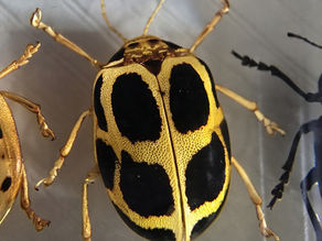 Oides duporti