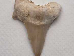 Shark Tooth