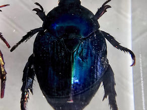 Unidentified Scarab Beetle