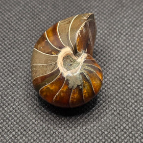 Ammonite (polished)