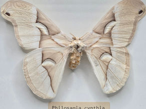 Philosamia cynthia