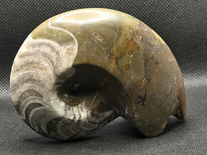 Ammonite (clymeniida)