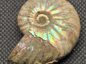 Pearlescent Ammonite