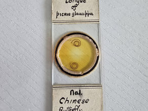 Hebomoia glaucippe Proboscis Microscope Slide