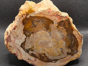 Fossilised Wood