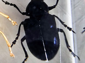 Chrysochus cobaltinus