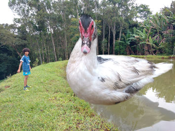 paton_2.jpg