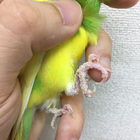 小鳥の疥癬（ヒゼンダニ）