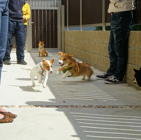 パピーパーティー開催しました！