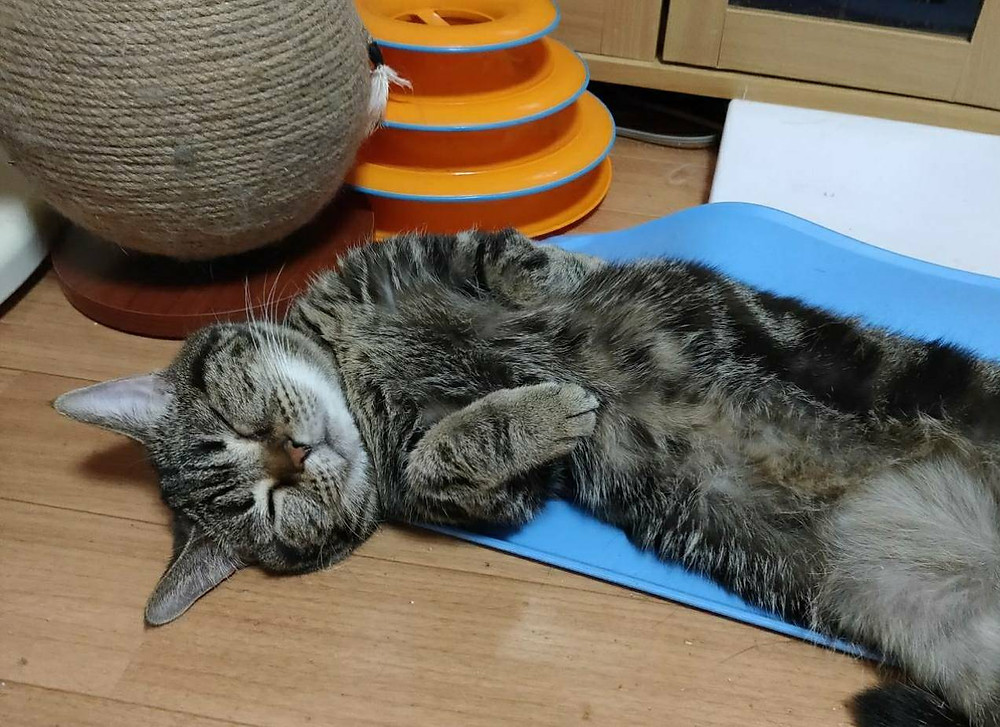 健診で認めた猫の尿管結石