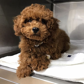 子犬の誤食に対する催吐処置