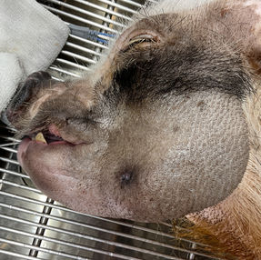 マイクロブタの犬歯の歯根膿瘍