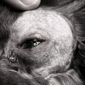 犬のマイボーム腺腫