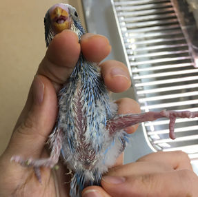 ペローシス・開張肢の治療法