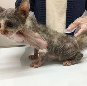 猫の疥癬と皮膚糸状菌症