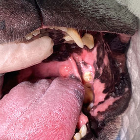 犬の扁桃腺の悪性腫瘍