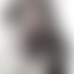 野良猫の直腸脱