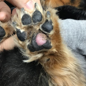 犬の肉球のリンパ腫