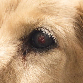 犬の角膜の扁平上皮癌