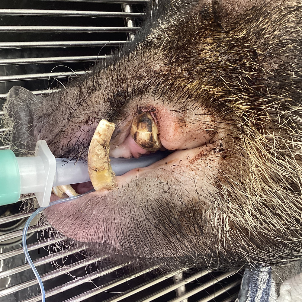 マイクロブタの歯の破折